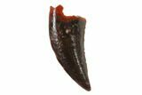 Serrated, Raptor Tooth - Real Dinosaur Tooth #101790-1